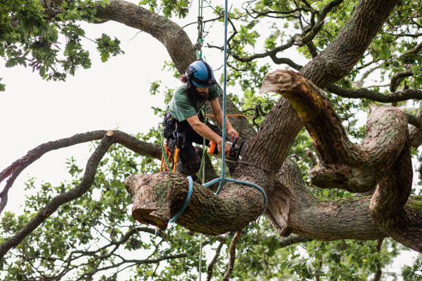  Beverly, OH Tree Services Pros