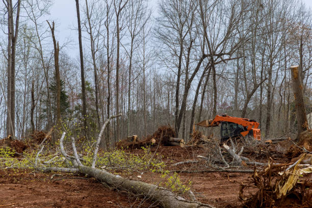 Reliable Beverly, OH Tree Services Solutions