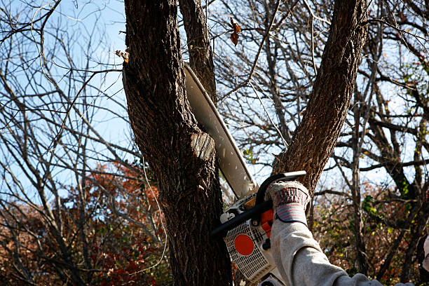 Best Tree Disease Treatment  in Beverly, OH