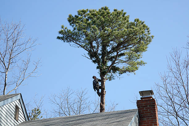 Best Arborist Consultation Services  in Beverly, OH