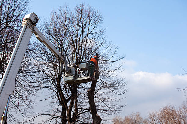 Best Tree Maintenance Programs  in Beverly, OH